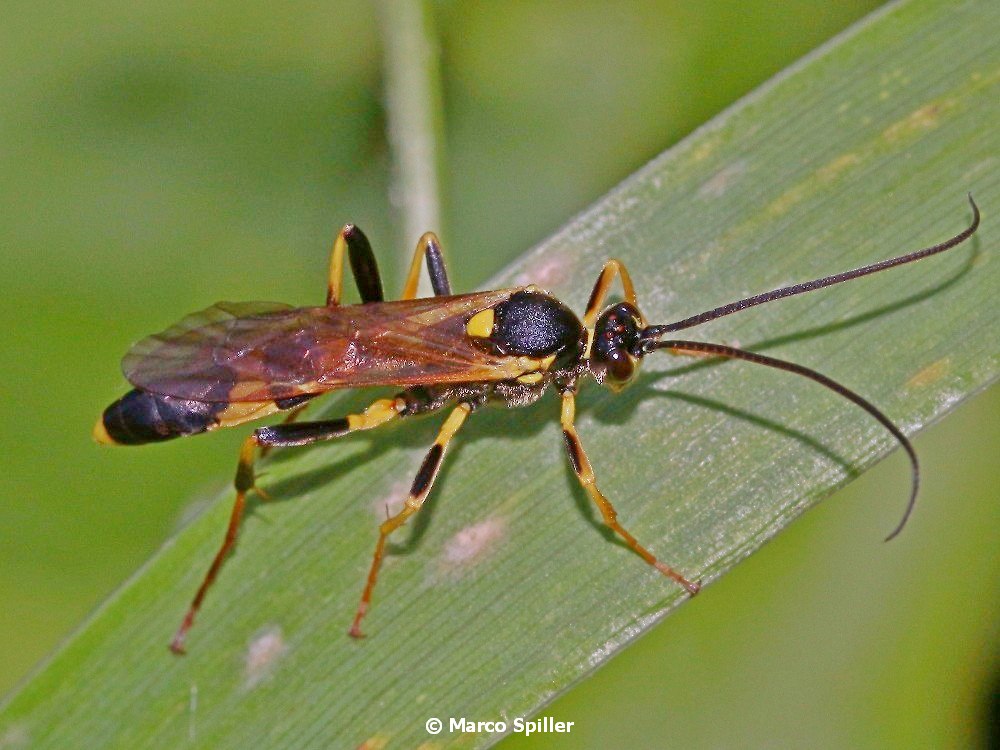 Ichneumonidae: Diphyus gradatorius